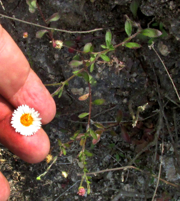 Mexican Fleabane, ERIGERON KARVINSKIANUS, habitat