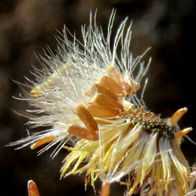 Mexican Fleabane, ERIGERON KARVINSKIANUS, cypsela-type fruits