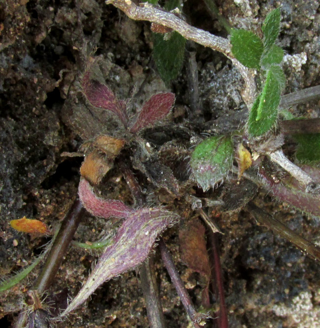 Mexican Fleabane, ERIGERON KARVINSKIANUS, cypsela-type fruits