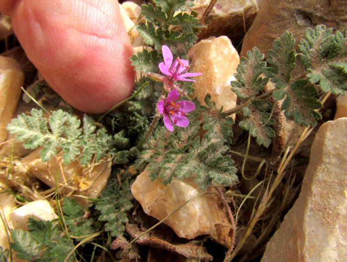 Common Stork's-bill, ERODIUM CICUTARIUM, roadside weed