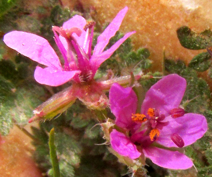 Common Stork's-bill, ERODIUM CICUTARIUM, flowers