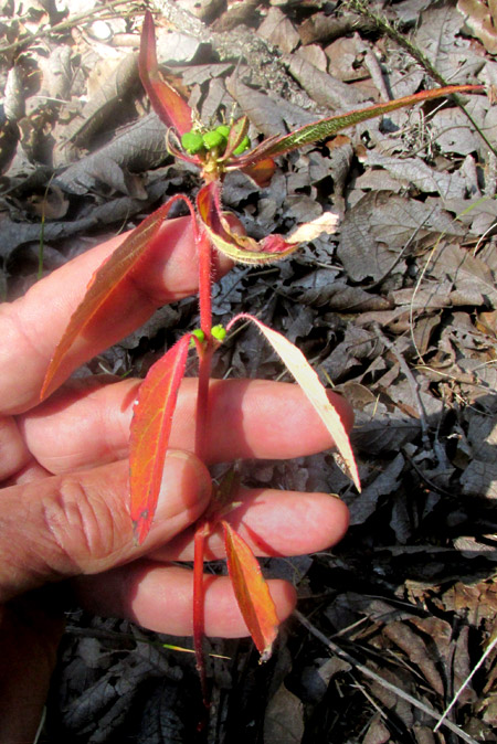 Toothed Spurge, EUPHORBIA DENTATA, plant in habitat