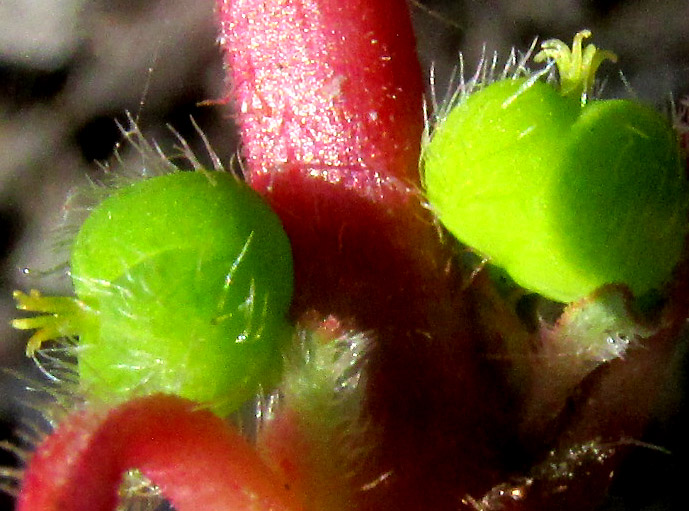 Toothed Spurge, EUPHORBIA DENTATA, fruits at lower leaf node, hairiness