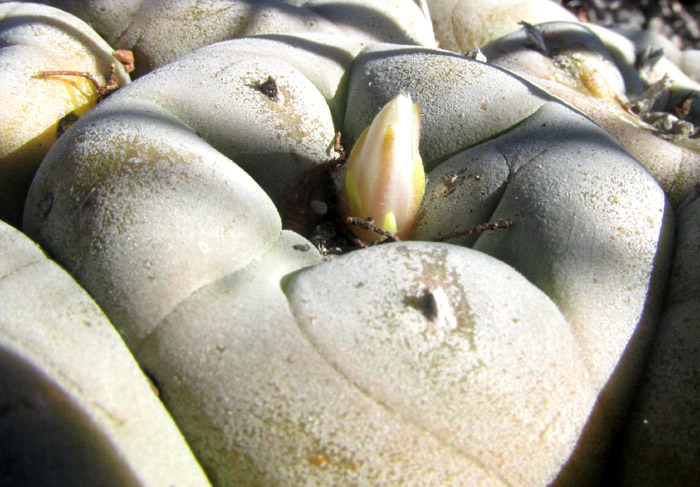 False Peyote, LOPHOPHORA DIFFUSA, flower bud emerging from tubercle