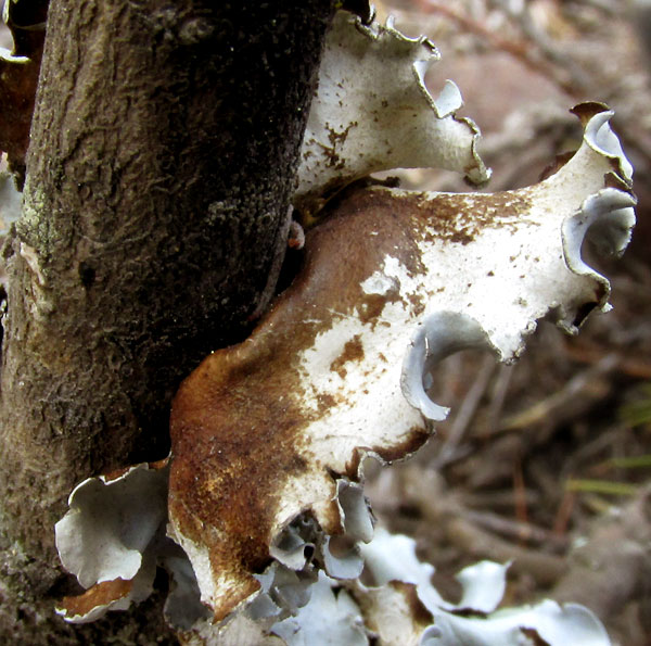 Common Greenshield Lichen, FLAVOPARMELIA CAPERATA, brown thallus undersurface