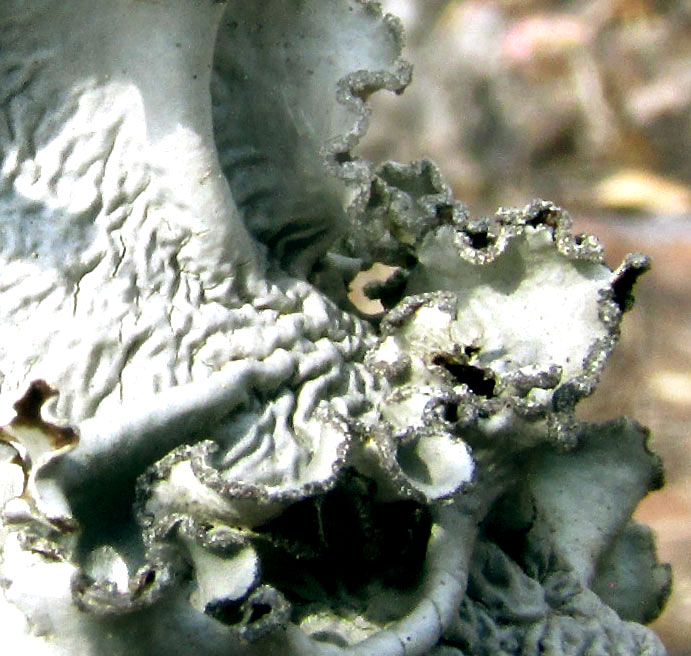 Common Greenshield Lichen, FLAVOPARMELIA CAPERATA, on mesquite twig