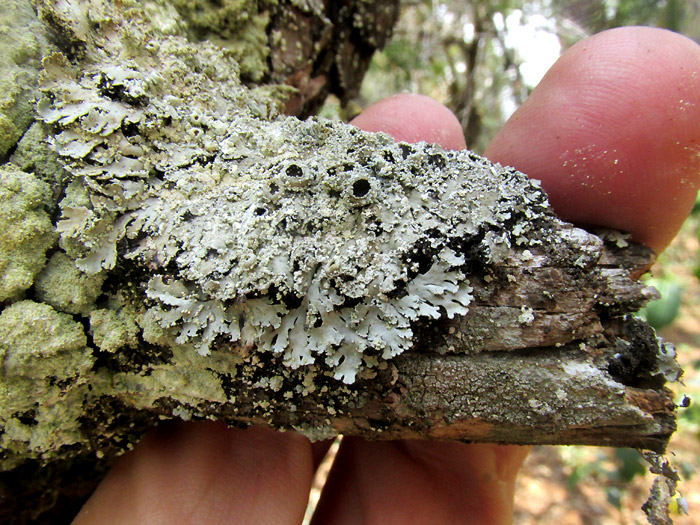 FLAVOPARMELIA SOREDIANS, habitat on pine branch stub