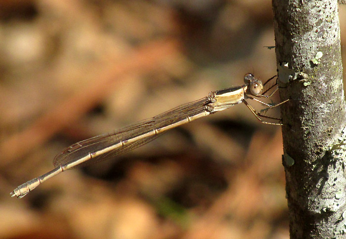 Rambur's Forktail, ISCHNURA RAMBURII, female, olive-form phase