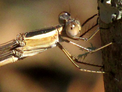 Rambur's Forktail, ISCHNURA RAMBURII, adult female, olive-form phase, head and abdomen