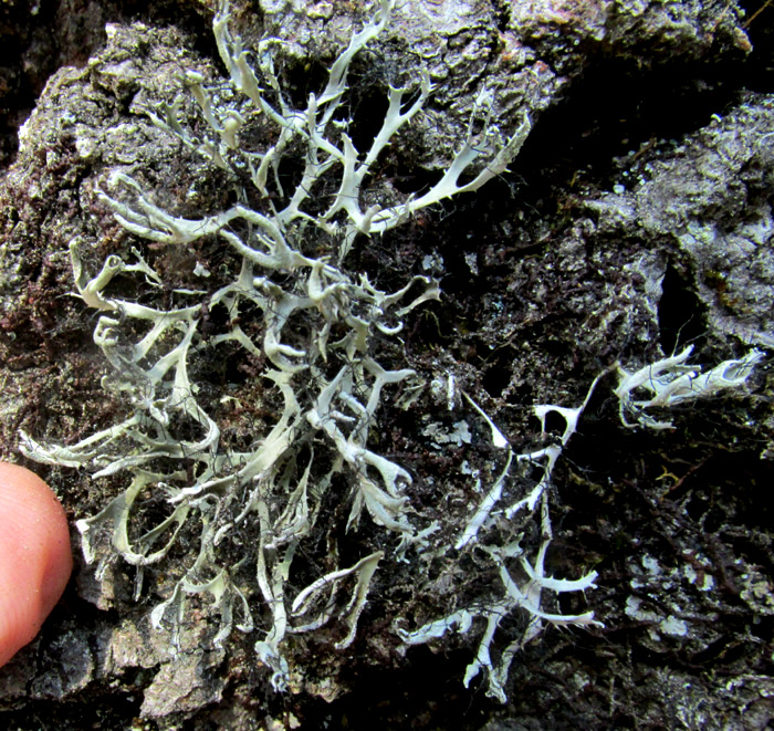 Hanging Fringed Lichen, ANAPTYCHIA CRINALIS, on pine bark