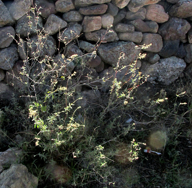 FROLICHIA INTERRUPTA var. INTERRUPTA, late season in habitat