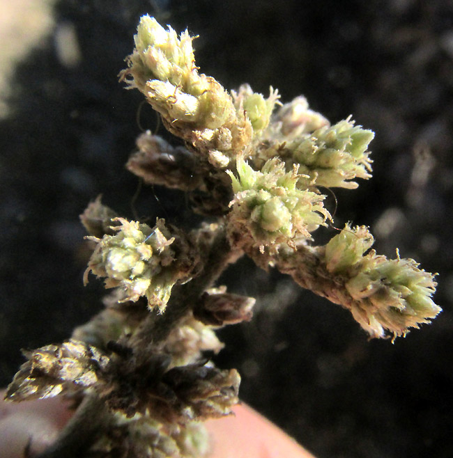 FROLICHIA INTERRUPTA var. INTERRUPTA, late-season inflorescences