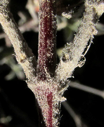 FROLICHIA INTERRUPTA var. INTERRUPTA, hairy stems