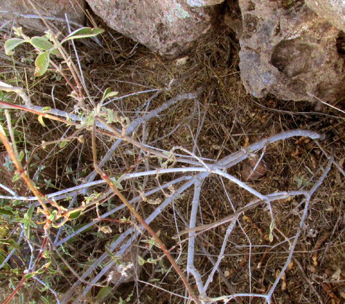 FROLICHIA INTERRUPTA var. INTERRUPTA, hairy stems