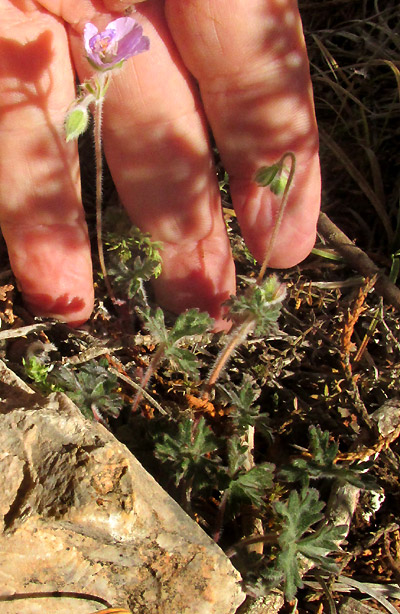 GERANIUM SCHIEDEANUM, plant in habitat