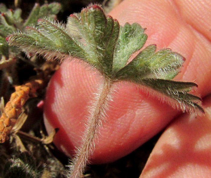 GERANIUM SCHIEDEANUM, pilose petiole