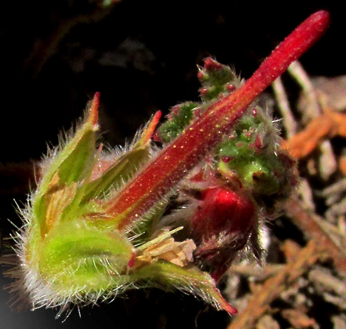 GERANIUM SCHIEDEANUM, immature beaked schizocarp