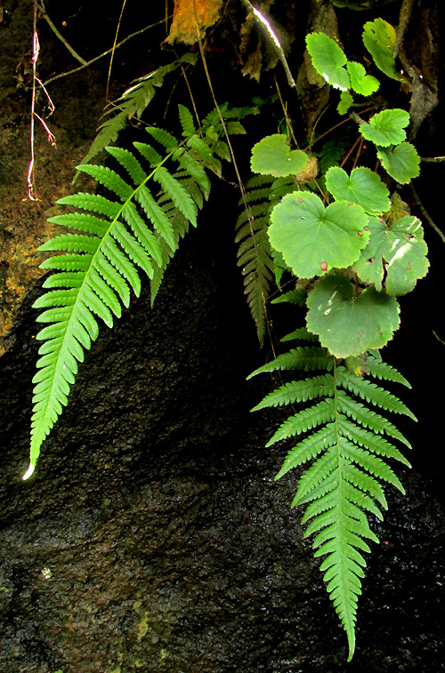 Silvery Glade Fern, DEPARIA ACROSTICHOIDES, habitat in Mexico