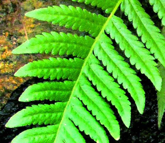 Silvery Glade Fern, DEPARIA ACROSTICHOIDES, upper pinnae fused bases