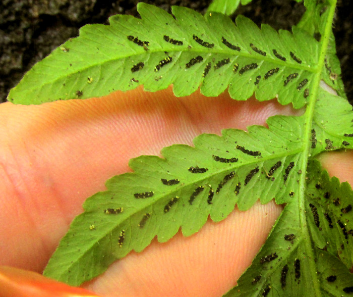 Silvery Glade Fern, DEPARIA ACROSTICHOIDES, sori