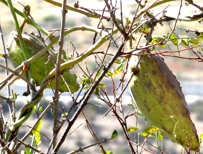 GONOLOBUS cf. CHLORANTHUS, follicles close up