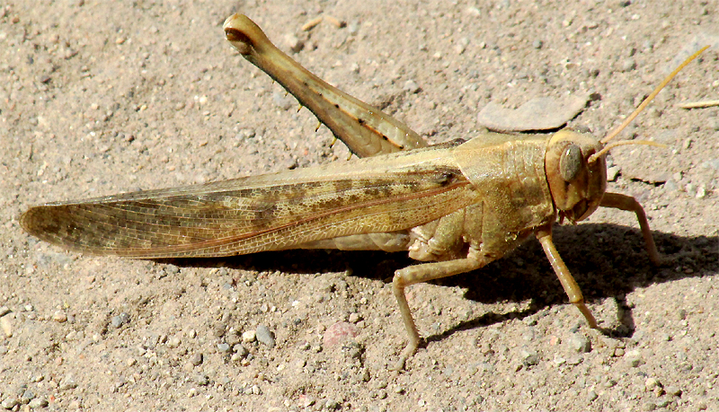 Gray Bird Grasshopper, SCHISTOCERCA NITENS