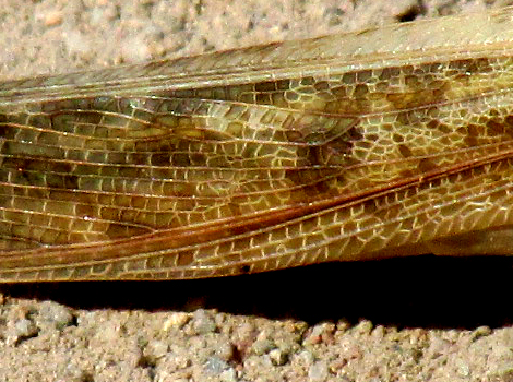 Gray Bird Grasshopper, SCHISTOCERCA NITENS, close-up of wing venation