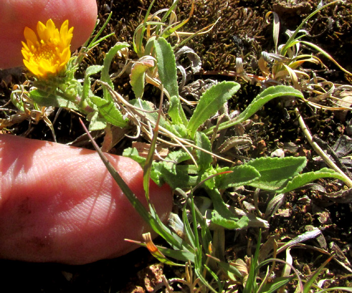 Gumweed, GRINDELIA INULOIDES, plant in habitat