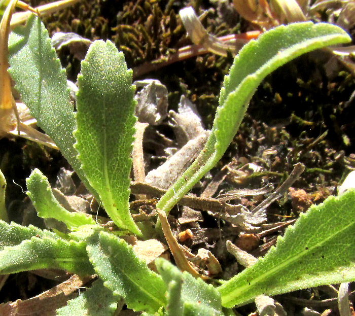 Gumweed, GRINDELIA INULOIDES, plant base