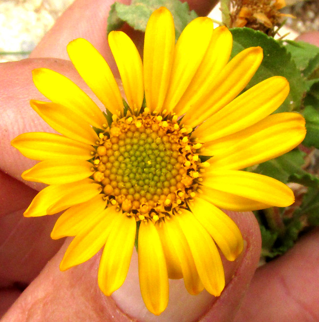 Gumweed, GRINDELIA INULOIDES, fully open flowering head