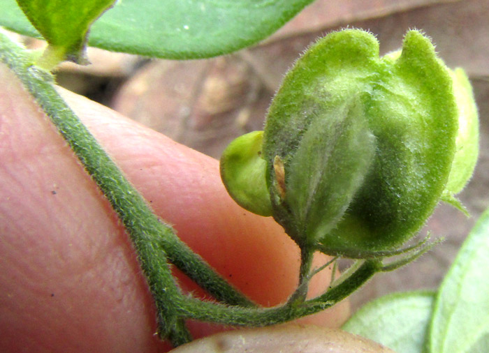 HEBECARPA MYRTILLOIDES, capsular fruit, hairy vegetative parts