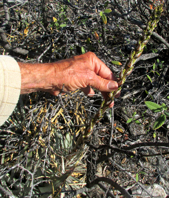 HECHTIA ZAMUDIOI, in habitat with inflorescence of flower buds