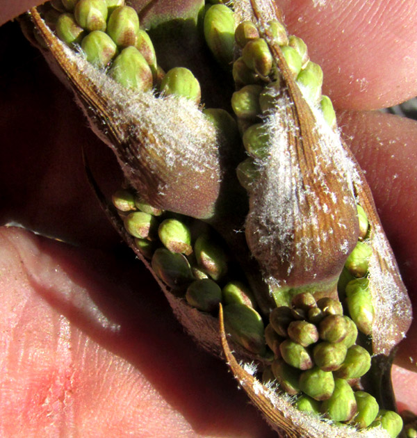 HECHTIA ZAMUDIOI, inflorescence bracts with flower bud clusters