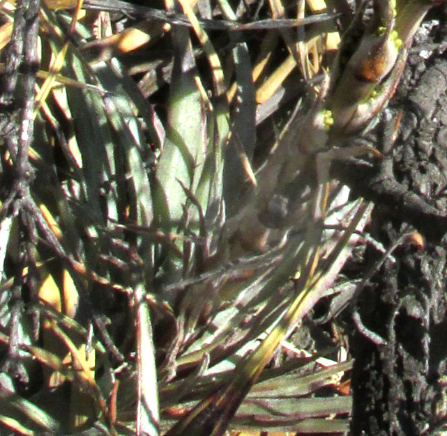 HECHTIA ZAMUDIOI, inflorescence arising from rosette of blades