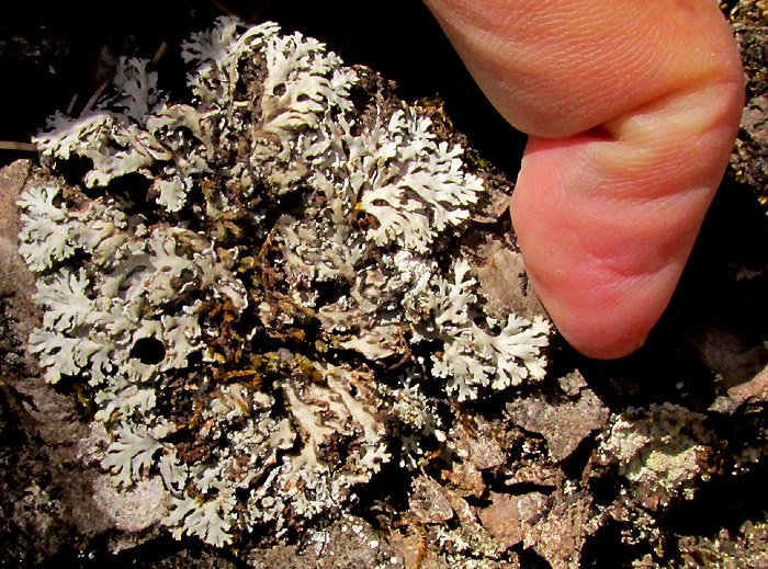 Scaly Fringe Lichen, HETERODERMIA SQUAMULOSA, on oak bark