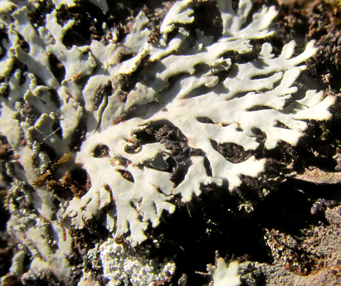 Scaly Fringe Lichen, HETERODERMIA SQUAMULOSA, thalli close up