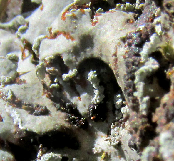 Scaly Fringe Lichen, HETERODERMIA SQUAMULOSA, soralia