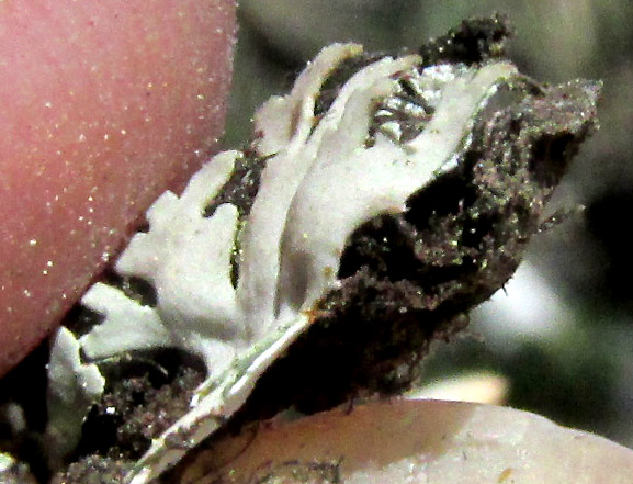 Scaly Fringe Lichen, HETERODERMIA SQUAMULOSA, on oak bark