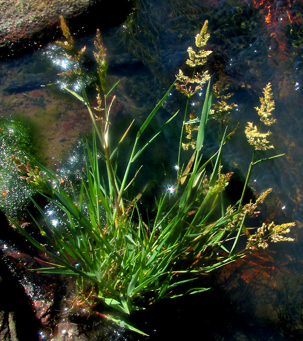 HOLCUS LANATUS, in mud at stream edge