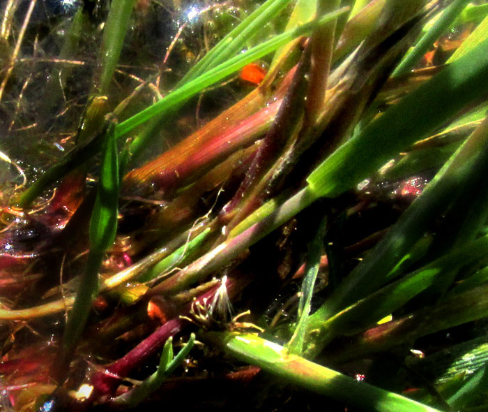 HOLCUS LANATUS, adventitious roots in mud at stream edge