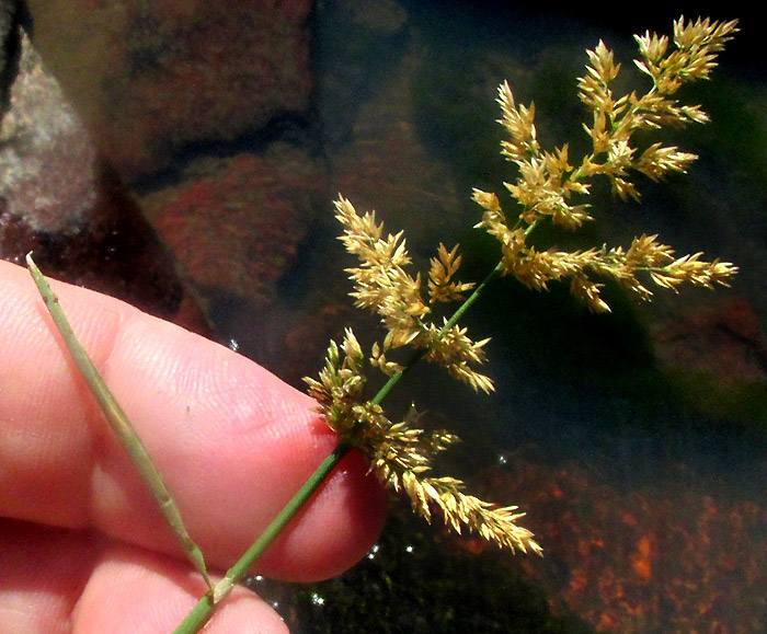 HOLCUS LANATUS, pyramidal inflorescence