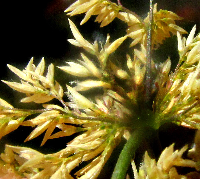 HOLCUS LANATUS, inflorescence branching