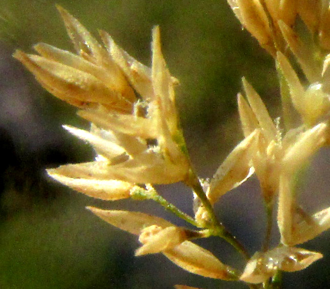 HOLCUS LANATUS, empty glumes and a few florets