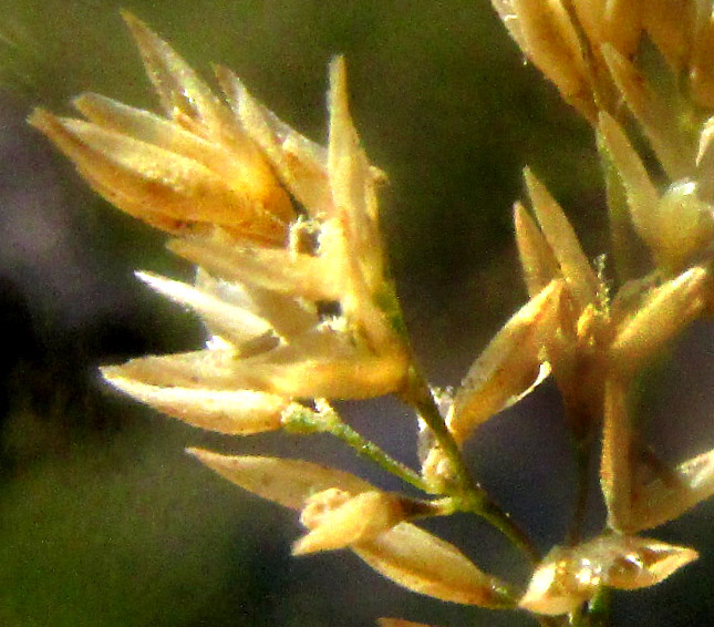 HOLCUS LANATUS, empty glumes and a few florets