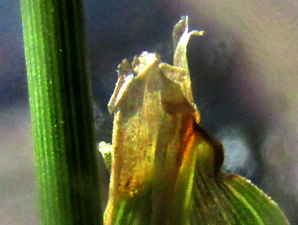 HOLCUS LANATUS, ligule