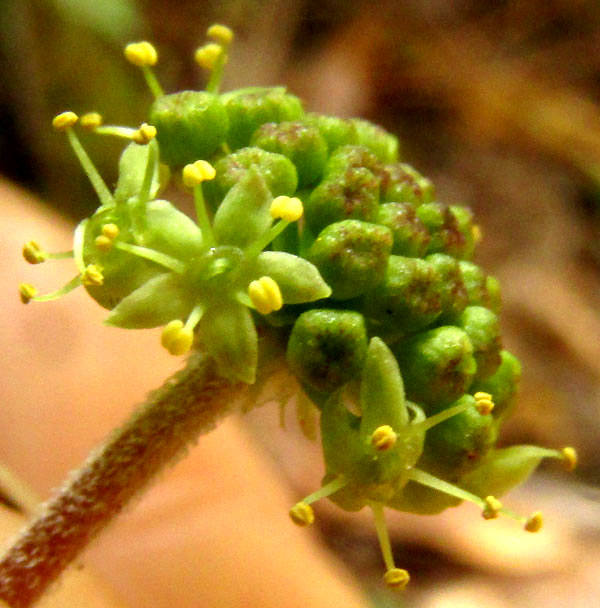 Pennywort, HYDROCOTYLE MEXICANA, flowers