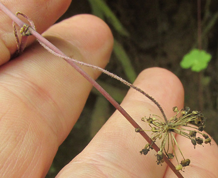 Pennywort, HYDROCOTYLE MEXICANA, infructescence with long peduncle