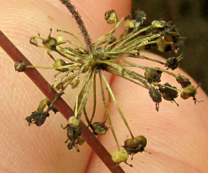 Pennywort, HYDROCOTYLE MEXICANA, infructescence with long peduncle