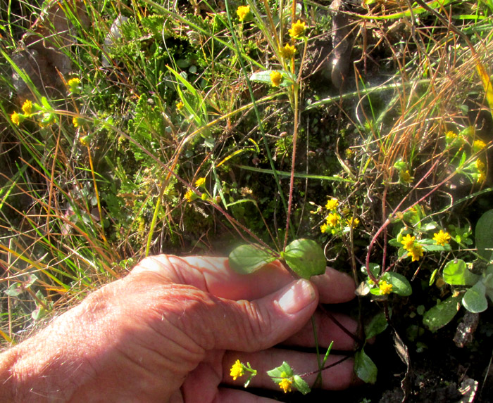 JAEGERIA HIRTA, in habitat