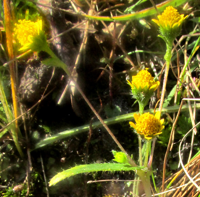 JAEGERIA HIRTA, four capitula atop slender stems